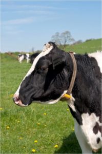 Figure 3. The Connected Cow, essentially an activity tracker for dairy herds, can help maximise milk production.